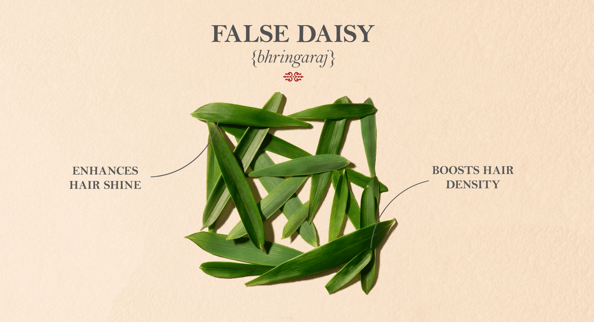 false daisy desktop.png